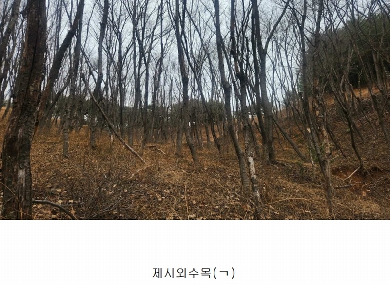 2025타경552 경상남도 사천시 곤명면 삼정리 산29-1 임야 경매 이미지