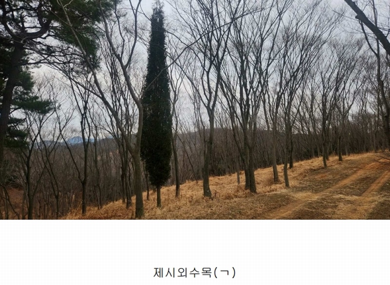 2025타경552 경상남도 사천시 곤명면 삼정리 산29-1 임야 경매 이미지