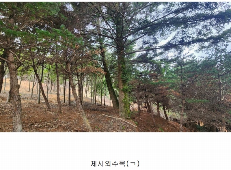 2025타경552 경상남도 사천시 곤명면 삼정리 산29-1 임야 경매 이미지
