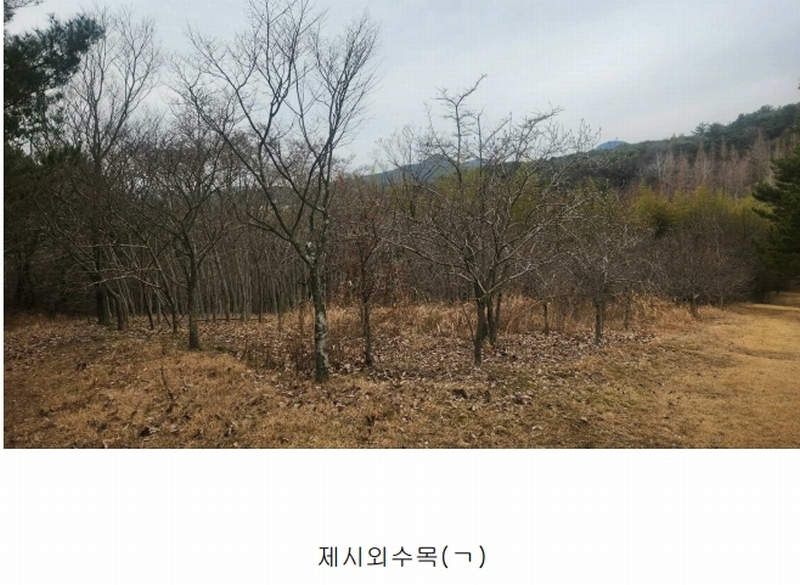 2025타경552 경상남도 사천시 곤명면 삼정리 산29-1 임야 경매 이미지