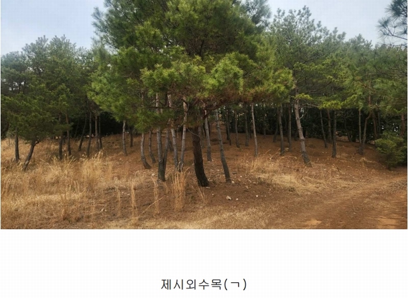 2025타경552 경상남도 사천시 곤명면 삼정리 산29-1 임야 경매 이미지