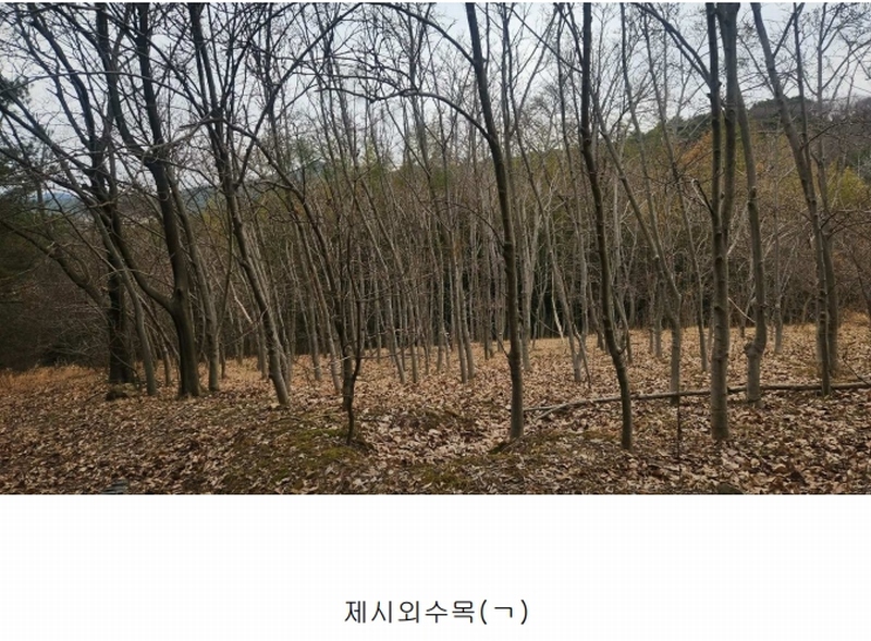 2025타경552 경상남도 사천시 곤명면 삼정리 산29-1 임야 경매 이미지