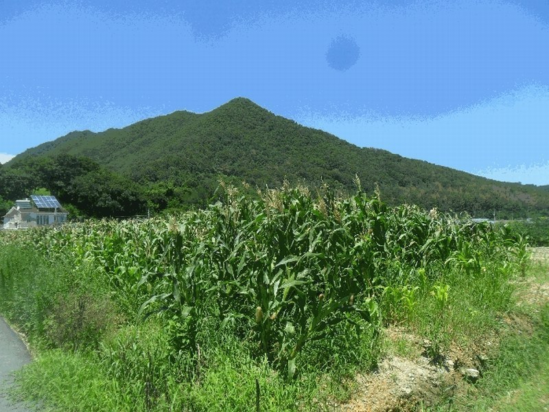 2025타경593 경상남도 김해시 대동면 주동리 999-18 농지 경매 이미지
