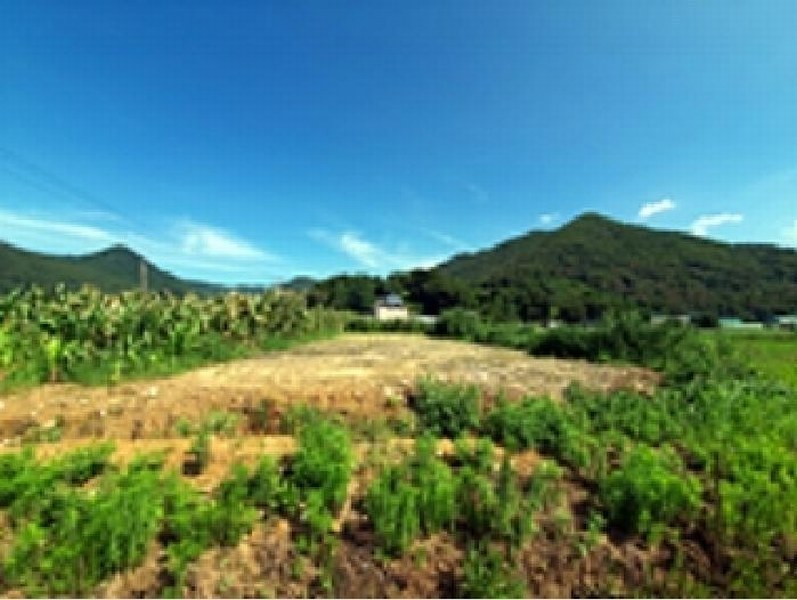 2025타경593 경상남도 김해시 대동면 주동리 999-18 농지 경매 이미지