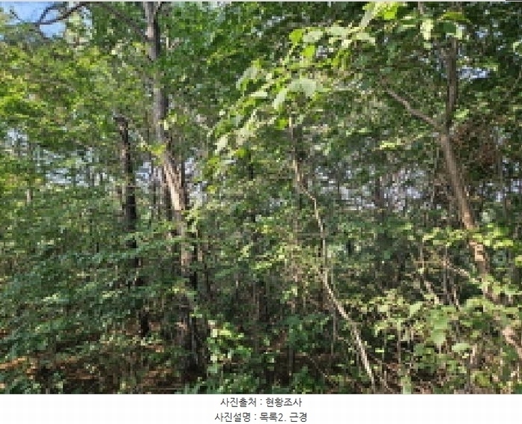 2025타경741 경기도 시흥시 포동 산81-1 임야 경매 이미지