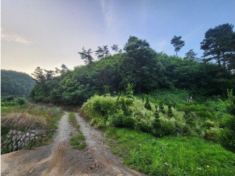 2025타경51434 충청북도 괴산군 청안면 백봉리 산38-1 임야 경매 이미지