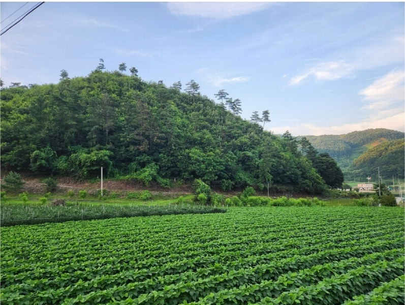 2025타경51434 충청북도 괴산군 청안면 백봉리 산38-1 임야 경매 이미지