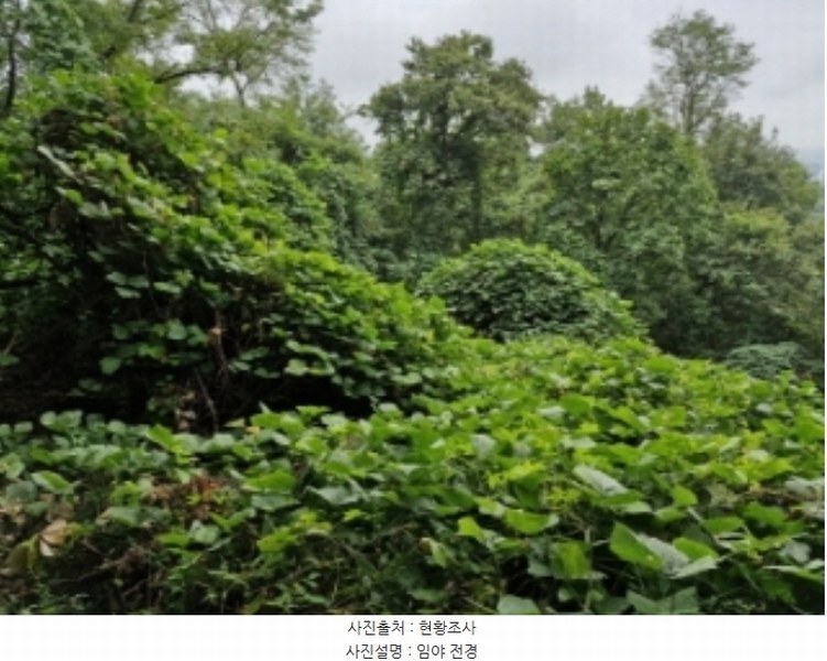 2024타경108539 경기도 과천시 갈현동 산126-2 임야 경매 이미지