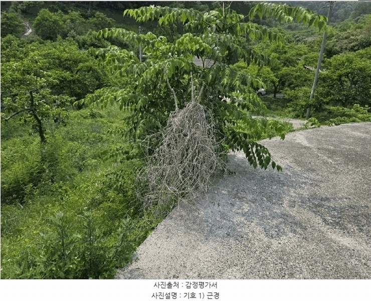 2025타경816 경상북도 청도군 이서면 팔조리 119 농지 경매 이미지