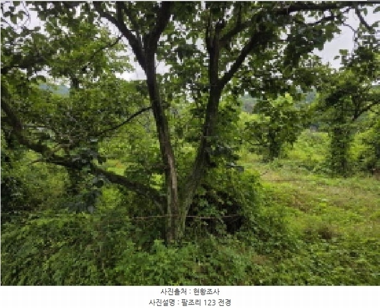2025타경816 경상북도 청도군 이서면 팔조리 119 농지 경매 이미지