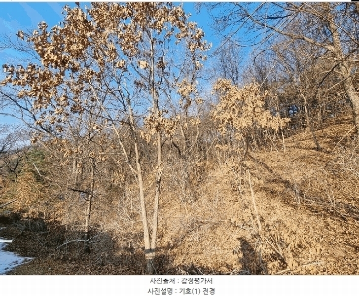 2025타경50267 강원특별자치도 홍천군 홍천읍 와동리 산113 임야 경매 이미지