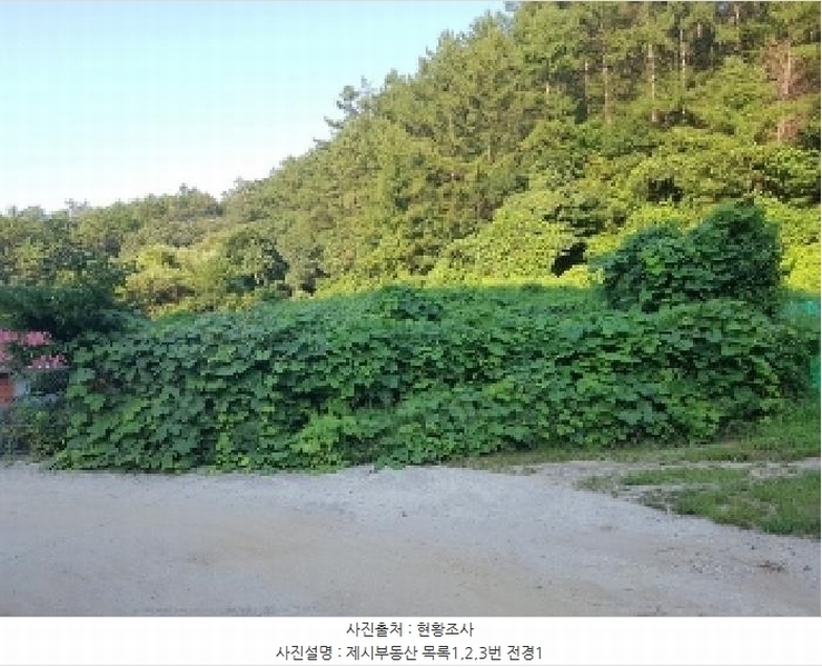 2025타경50824 강원특별자치도 춘천시 남산면 강촌리 435-4 임야 경매 이미지