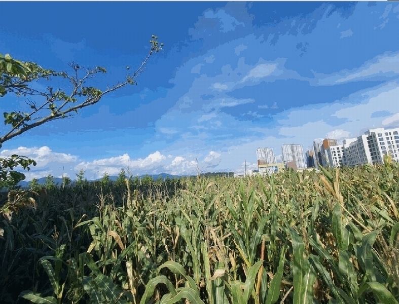 2025타경50860 강원특별자치도 춘천시 사농동 573-22 농지 경매 이미지