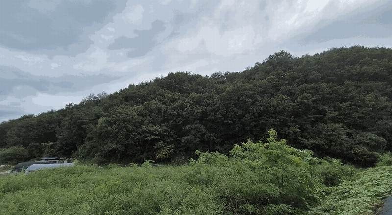 2025타경50916 강원특별자치도 춘천시 동면 장학리 산1-1 임야 경매 이미지