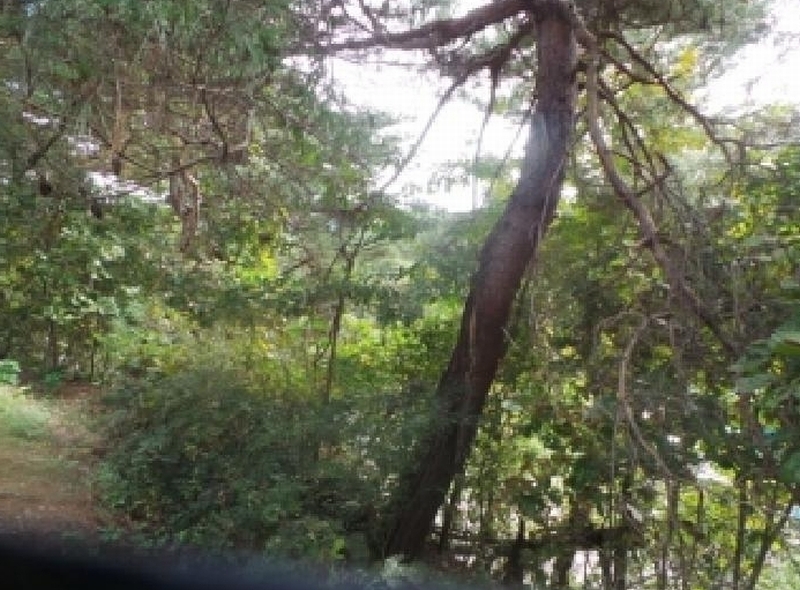 2025타경50916 강원특별자치도 춘천시 동면 장학리 산1-1 임야 경매 이미지