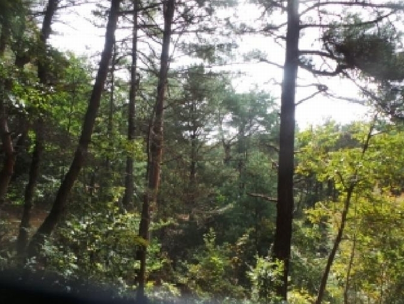 2025타경50916 강원특별자치도 춘천시 동면 장학리 산1-1 임야 경매 이미지