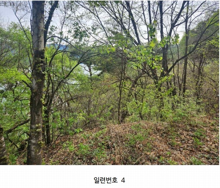 2024타경2704 강원특별자치도 화천군 간동면 구만리 산62-1 임야 경매 이미지
