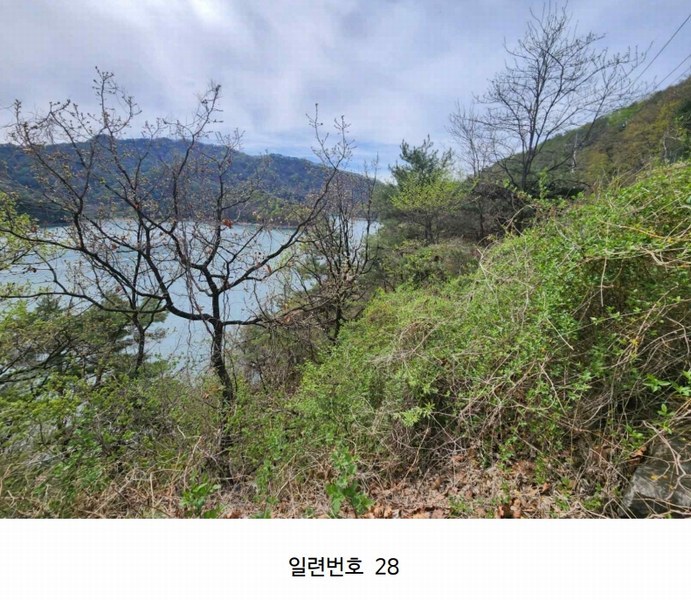 2024타경2704 강원특별자치도 화천군 간동면 구만리 산62-1 임야 경매 이미지