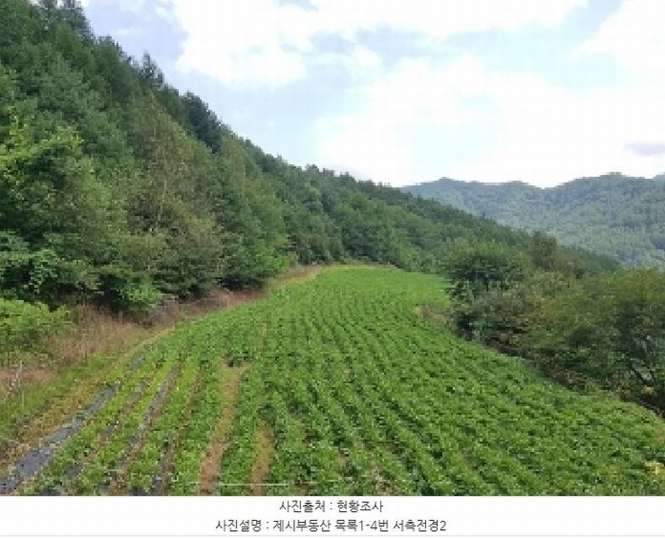 2025타경1463 강원특별자치도 홍천군 내면 광원리 1307 임야 경매 이미지