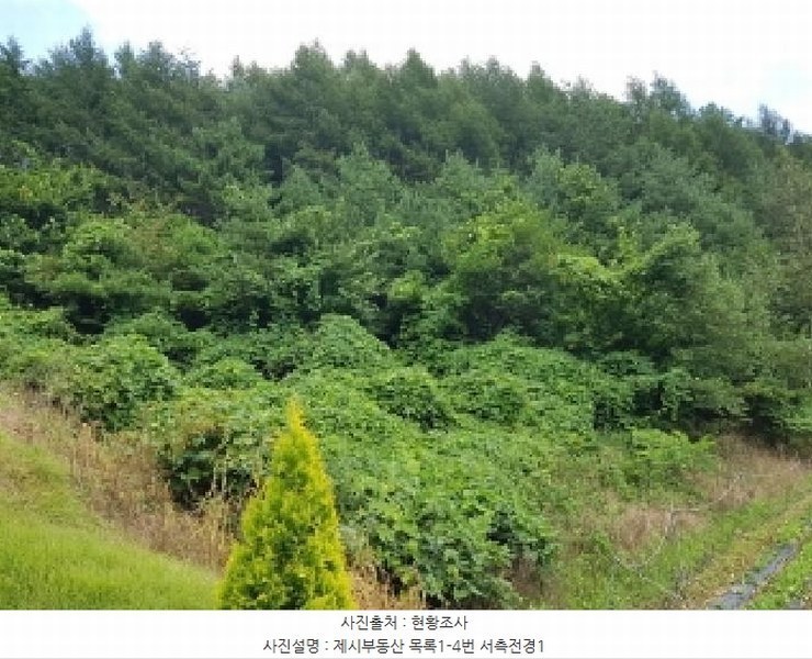 2025타경1463 강원특별자치도 홍천군 내면 광원리 1307 임야 경매 이미지