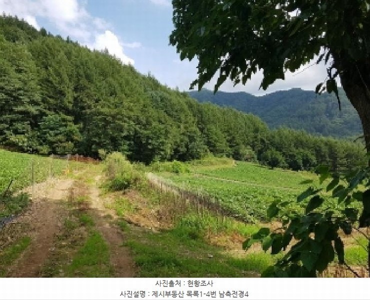 2025타경1463 강원특별자치도 홍천군 내면 광원리 1307 임야 경매 이미지