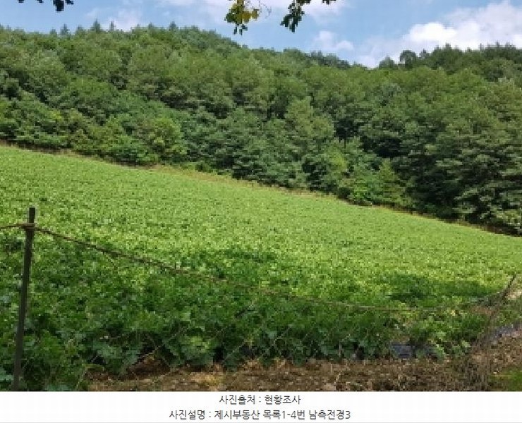2025타경1463 강원특별자치도 홍천군 내면 광원리 1307 임야 경매 이미지