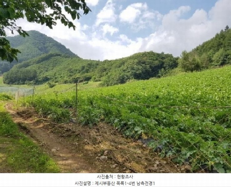 2025타경1463 강원특별자치도 홍천군 내면 광원리 1307 임야 경매 이미지