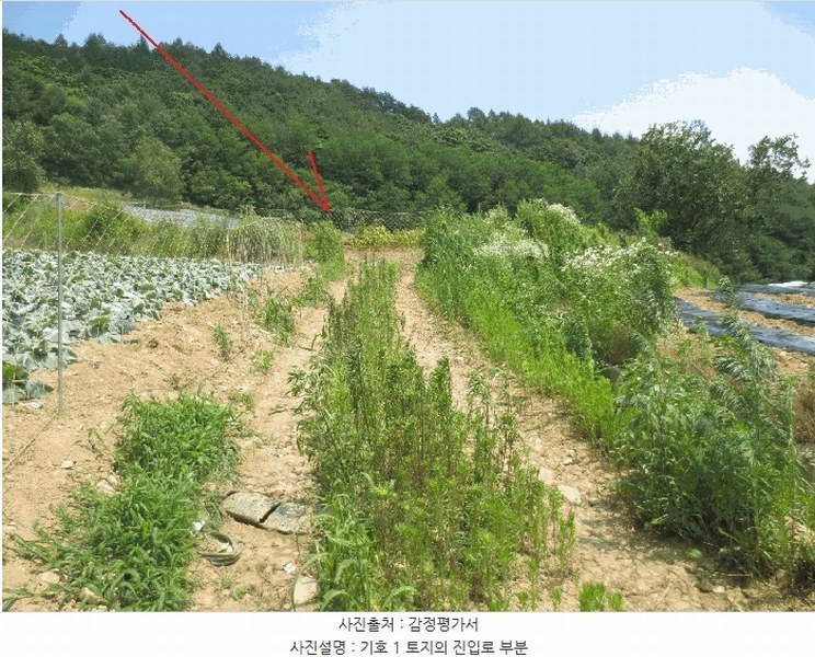 2025타경1463 강원특별자치도 홍천군 내면 광원리 1307 임야 경매 이미지