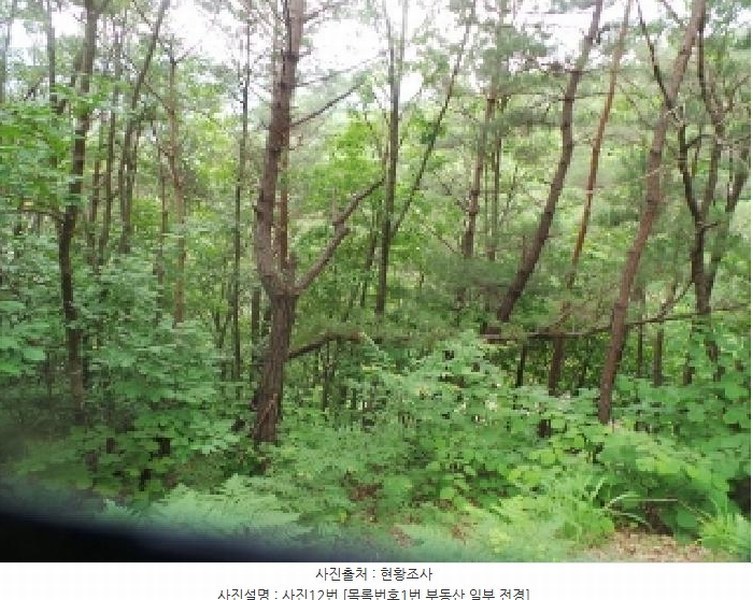 2025타경50711 강원특별자치도 춘천시 사북면 고성리 산90 임야 경매 이미지