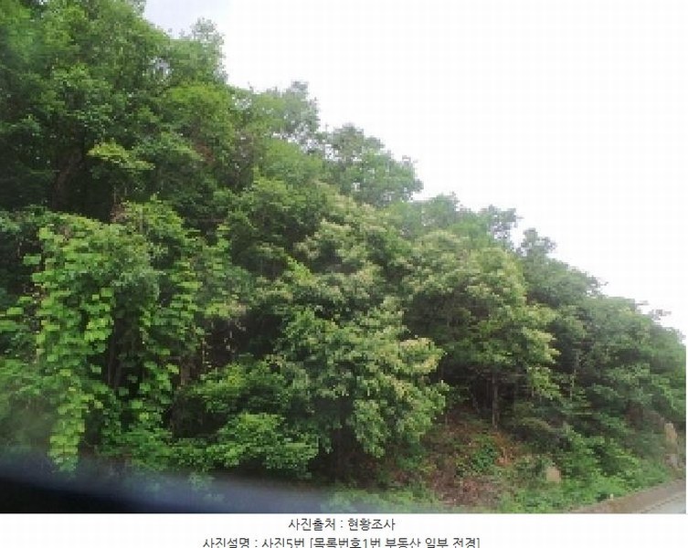 2025타경50711 강원특별자치도 춘천시 사북면 고성리 산90 임야 경매 이미지