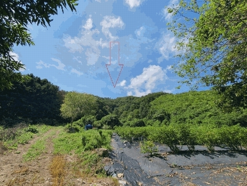 2025타경50833 강원특별자치도 홍천군 서면 팔봉리 산243 임야 경매 이미지