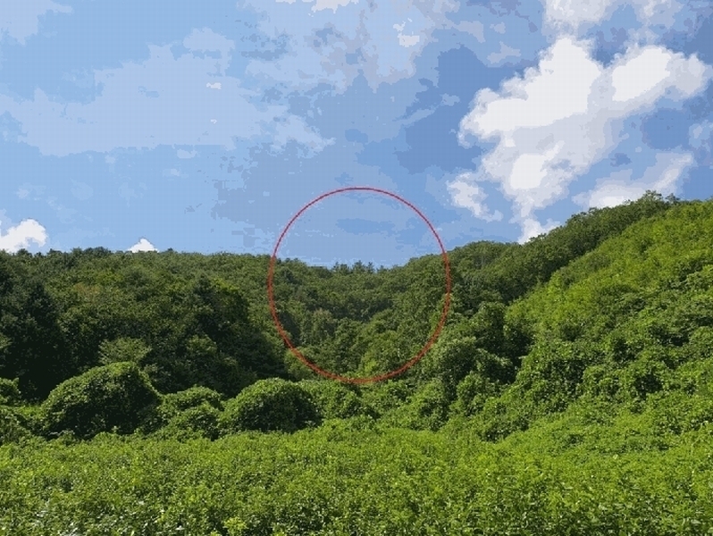 2025타경50833 강원특별자치도 홍천군 서면 팔봉리 산243 임야 경매 이미지
