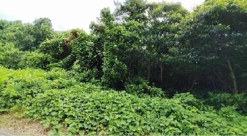 2025타경1036 충청남도 보령시 천북면 장은리 산70-7 임야 경매 이미지