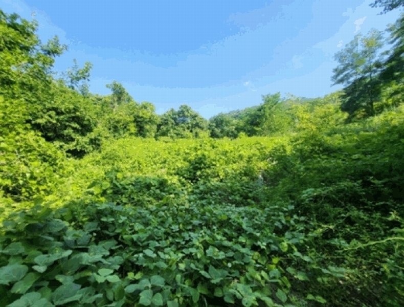 2025타경30648 강원특별자치도 삼척시 성남동 70 농지 경매 이미지