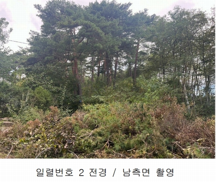 2024타경54548 강원특별자치도 강릉시 구정면 제비리 산168 임야 경매 이미지