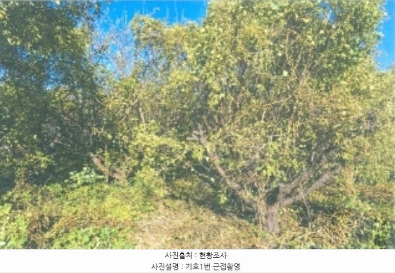 2024타경54708 강원특별자치도 삼척시 원덕읍 월천리 228-1 농지 경매 이미지