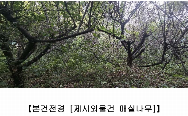 2024타경54708 강원특별자치도 삼척시 원덕읍 월천리 228-1 농지 경매 이미지