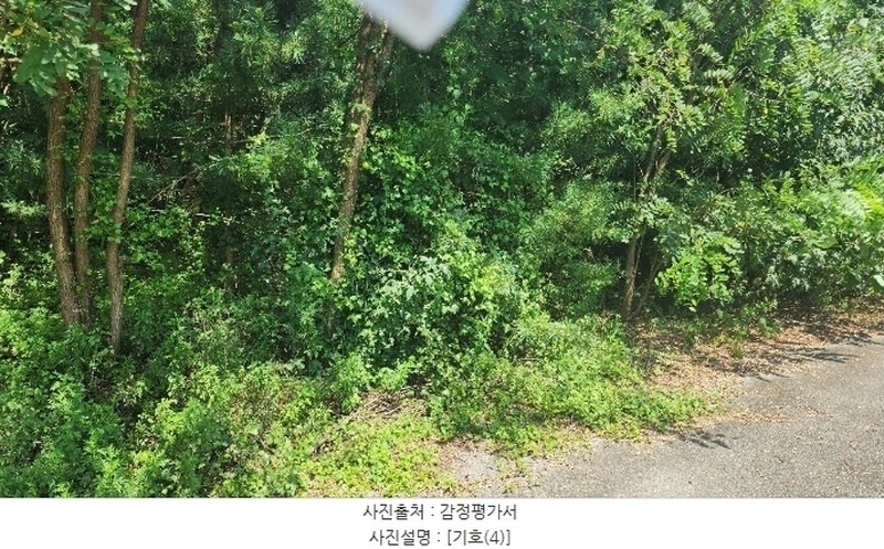 2024타경2335 강원특별자치도 원주시 지정면 판대리 556-4 임야 경매 이미지