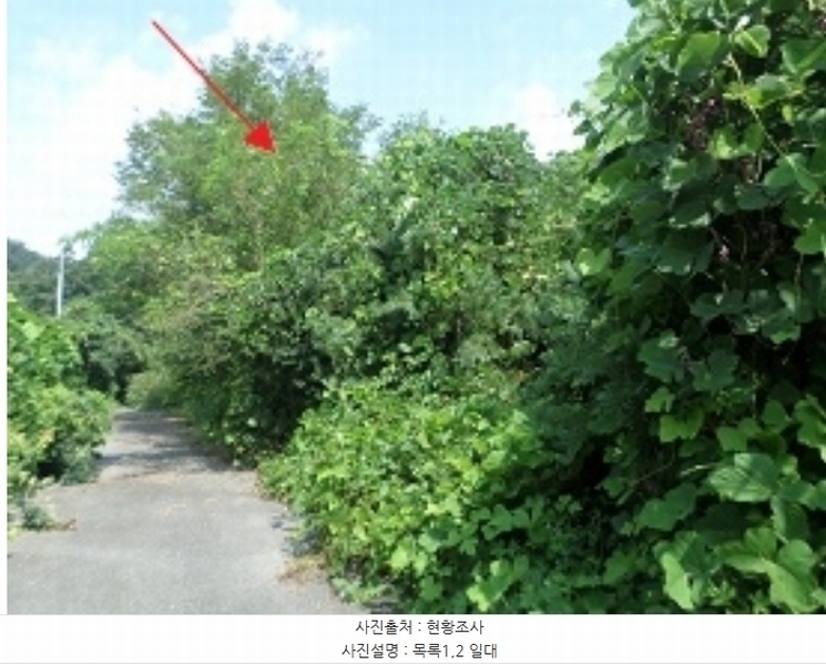 2024타경2335 강원특별자치도 원주시 지정면 판대리 556-4 임야 경매 이미지
