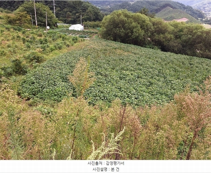 2024타경2540 강원특별자치도 횡성군 둔내면 조항리 492-10 농지 경매 이미지