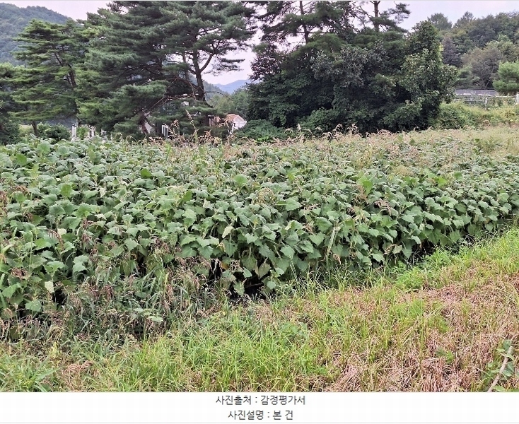2024타경2540 강원특별자치도 횡성군 둔내면 조항리 492-10 농지 경매 이미지