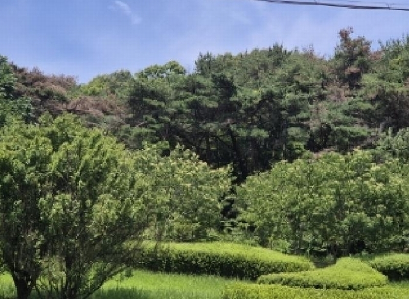 2025타경404 경상북도 포항시 남구 구룡포읍 병포리 산24-4 임야 경매 이미지