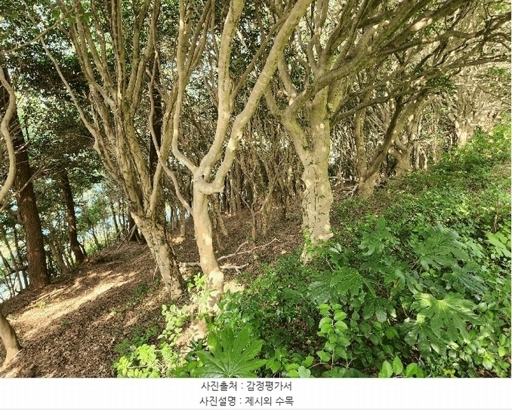 2025타경480 경상남도 거제시 남부면 갈곶리 218 임야 경매 이미지