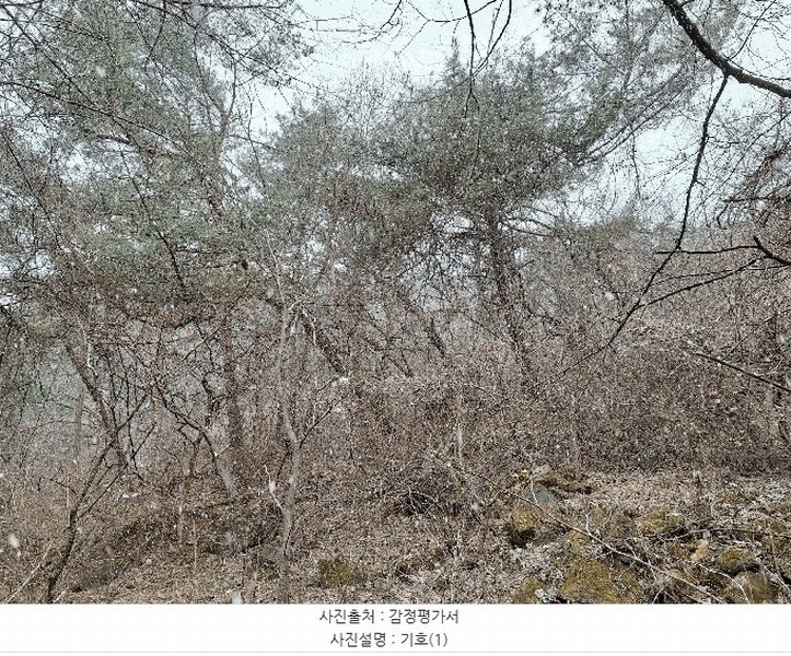 2025타경20515 강원특별자치도 횡성군 강림면 월현리 산647 임야 경매 이미지