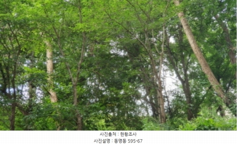 2021타경10925 강원도 속초시 동명동 595-67 임야 경매 이미지