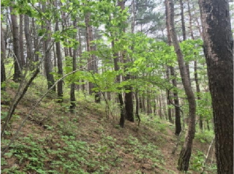 2025타경10257 강원특별자치도 고성군 거진읍 화포리 산26 묘지 경매 이미지