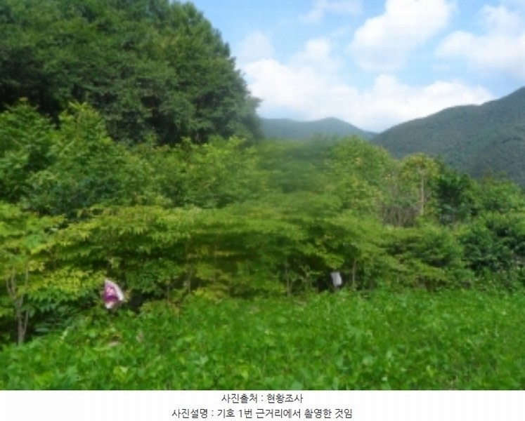 2024타경1444 강원특별자치도 영월군 산솔면 석항리 565 농지 경매 이미지