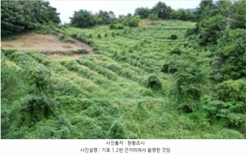 2023타경1423 강원특별자치도 정선군 북평면 남평리 531-2 과수원 경매 이미지
