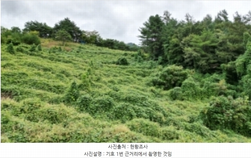2023타경1423 강원특별자치도 정선군 북평면 남평리 531-2 과수원 경매 이미지