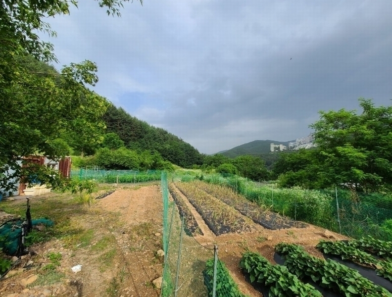 2024타경1031 강원특별자치도 정선군 고한읍 고한리 145 대지 경매 이미지